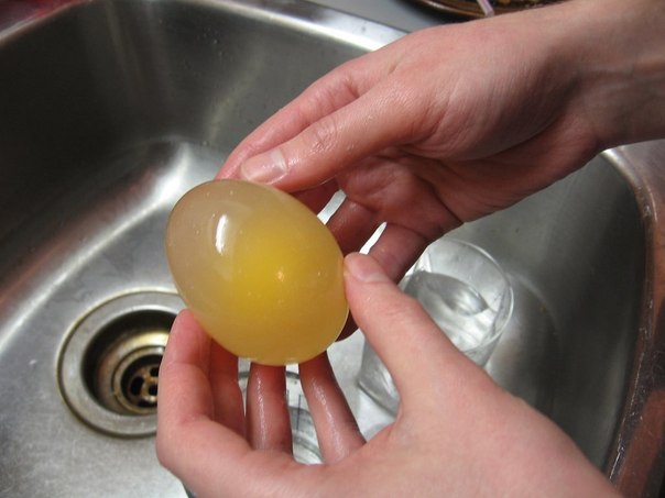 Эксперимент с яйцом и уксусом.