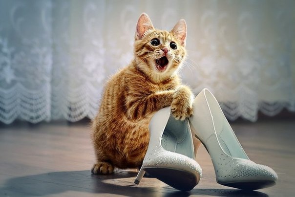 Котёнок впервые увидел свою хозяйку в свадебном платье)