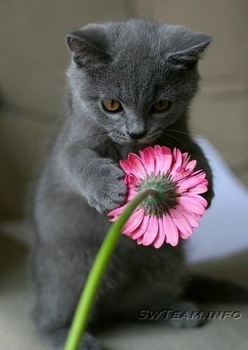 Эта кошечка дарит всем девушка цветочек:*
