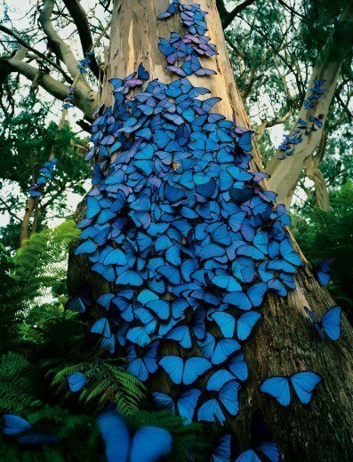 Синие бабочки на дереве.
