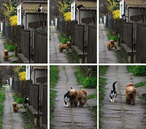 История этой картинки: каждый день в одно и то же время он приходит, ждёт её и они вместе идут гулять.