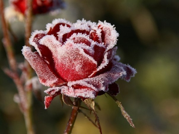 ♥ Замерзшая роза, красиво ♥