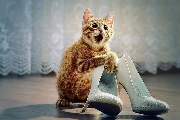 Кот узнал цену на туфли!)))