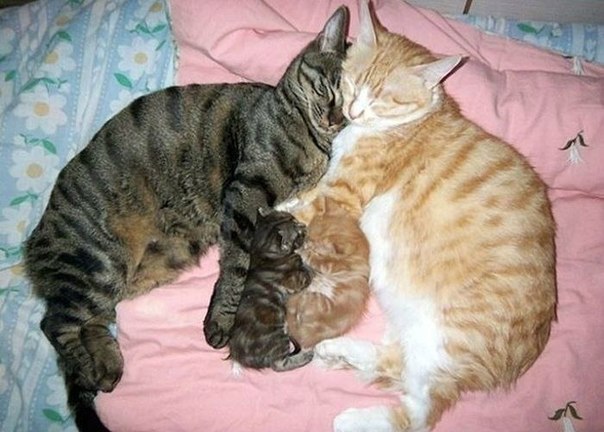 Счастливая кошачья семья :D