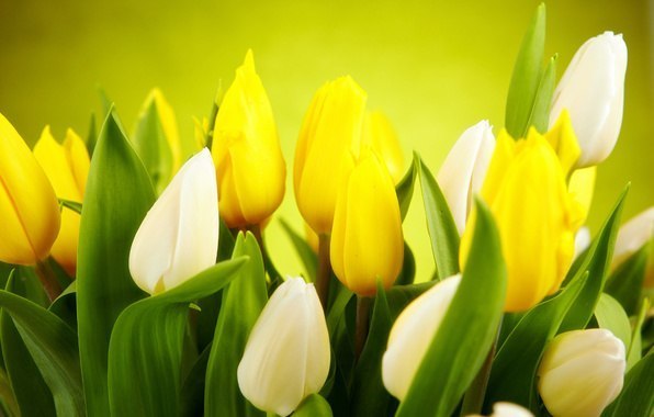 Пусть в вашей душе цветы распускаются каждый день, а не только весной!
