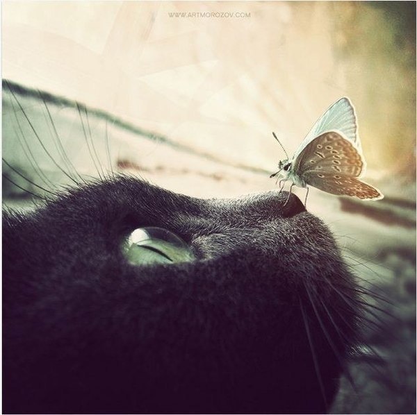 Любовь - это бабочка, которую никак не поймаешь, но, когда перестаешь за ней гонятся, она вдруг сама садится тебе на плечо.