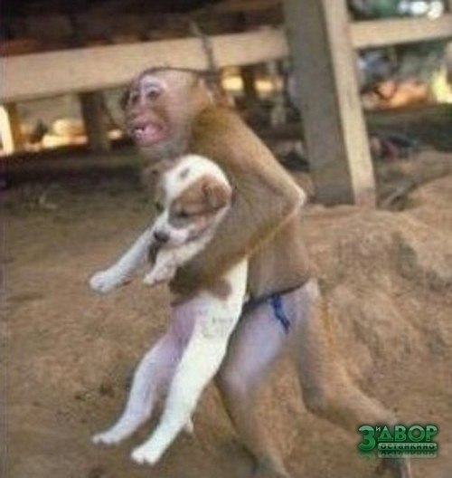 Иногда животные ведут себя лучше людей,эта обезьянка спасла щенка во время пожара,любите животных!