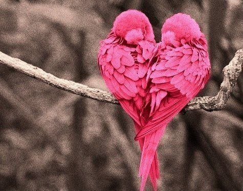 Птичье сердце