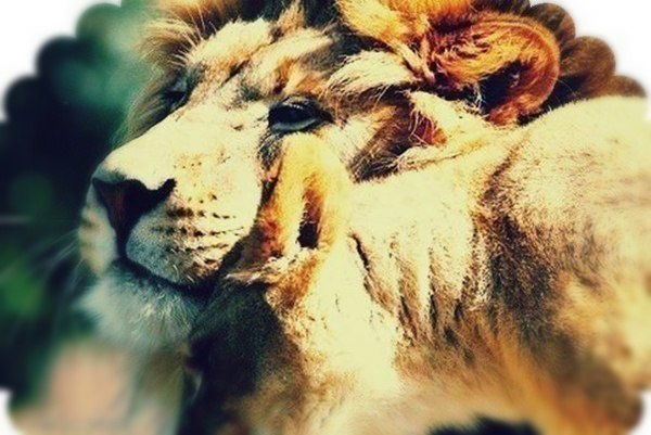 Каждому льву как воздух, нужна ласка своей львицы...