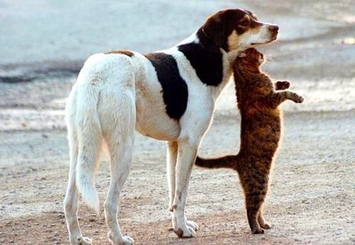 В женщине всегда борются две сущности: кошки, которая хочет гулять сама по себе, и собаки, которой нужен хозяин!