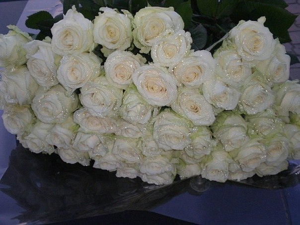Белая роза является символом вечной любви, более чистой, сильной и крепкой, чем все земные чувства