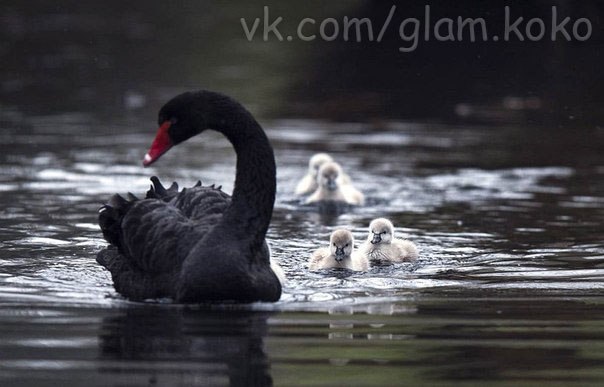 Черные лебеди - редкие птицы. Они образуют только одну пару за всю жизнь и являются очень заботливыми родителями.