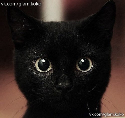 Черный кот, перебегающий вам дорогу, означает, что это животное куда-то идет