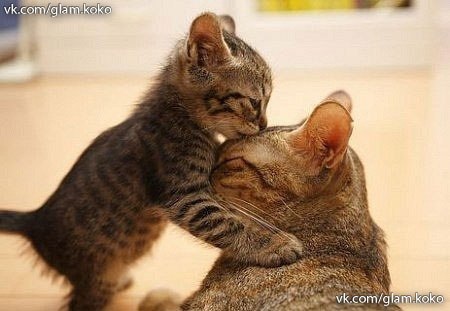 Любовь матери к своим детям- самая сильная любовь на свете...