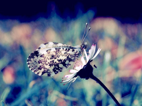 Бабочки не видят свои крылья. Они не понимают насколько они прекрасны, но остальные видят их красоту. С людьми так же.