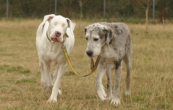 Собака ведет своего слепого друга за поводок... Вот она дружба.