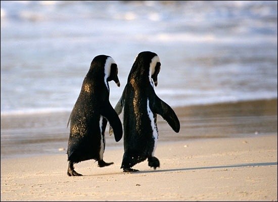 она: - ты знал, что когда пингвины находят себе пару. Они остаются вместе навсегда???..он: - ты будешь моим пингвинчиком???
