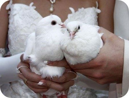 Я хочу, чтобы через пару лет мы с тобой, держа в руках голубей, отпустили их в небо. И были счастливы.