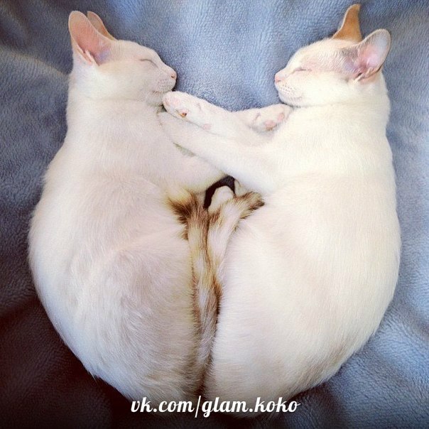Коты-близнецы Мерри и Пиппин всегда спят в одинаковых позах, словно отражения в зеркале